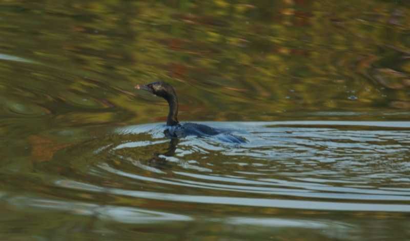 File:Phalacrocorax niger 027.jpg