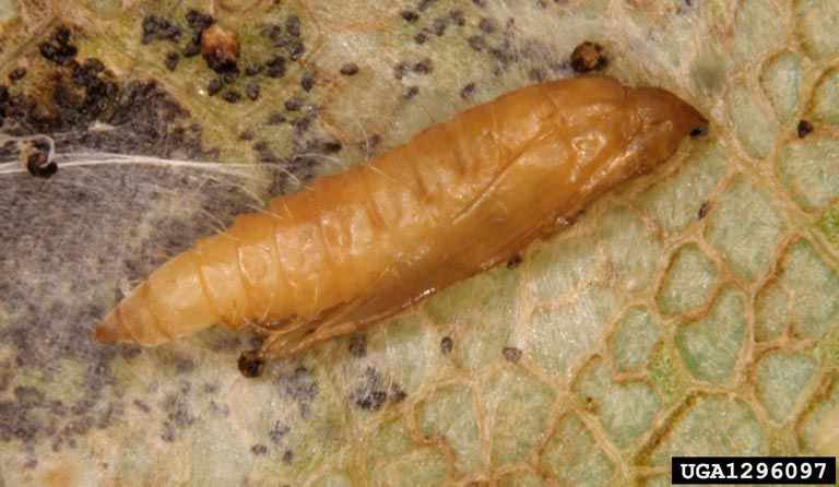 File:Phyllonorycter platani pupa.jpg