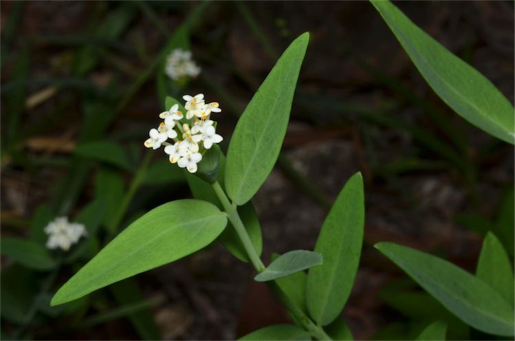 File:Pimelea cornucopiae.jpg