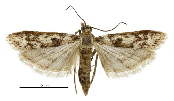 File:Scoparia s.l. albafascicula male.jpg