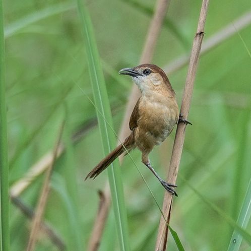 File:Slender-billed Babbler.jpg