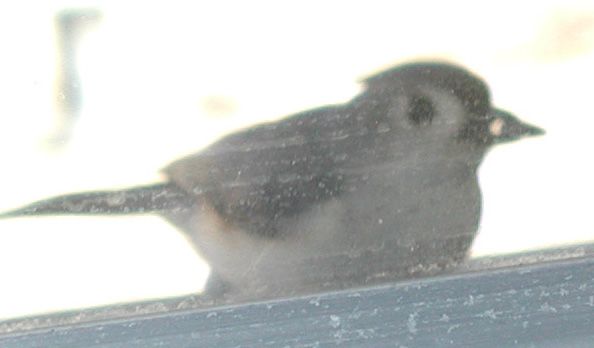 File:Titmouse3.jpg