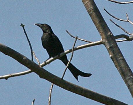 File:Wallacean Drongo (Dicrurus densus) (8074119894) (cropped).jpg