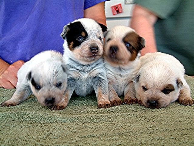 File:ACD puppies 3 weeks.jpg