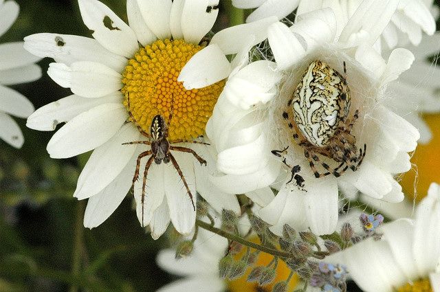 File:Aculepeira.ceropegia.couple.jpg