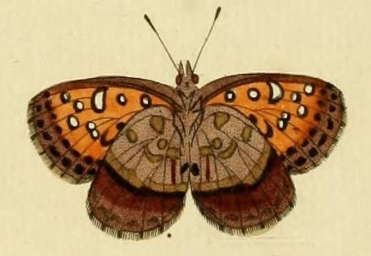 File:Aloeides pierus1.JPG