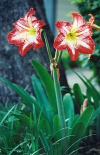 File:Amaryllis fl.jpg