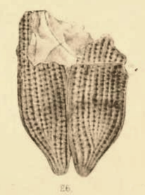 File:Buprestis sepulta Scudder 1890 pl2 Fig26.png