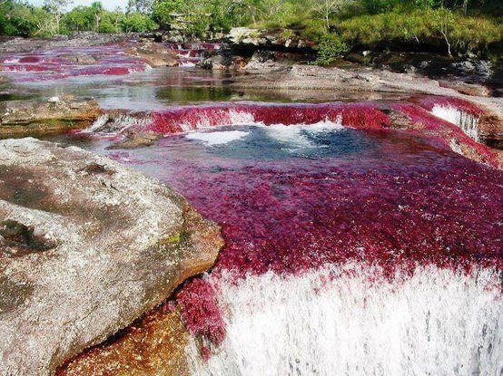 File:Caño Cristales, Colombia.jpg