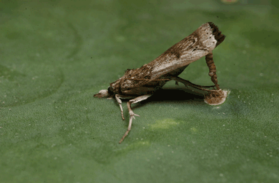 File:Cactoblastis cactorumIB0039-2.png