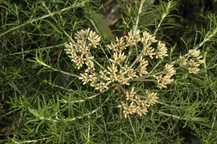 File:Cassinia thinicola.png