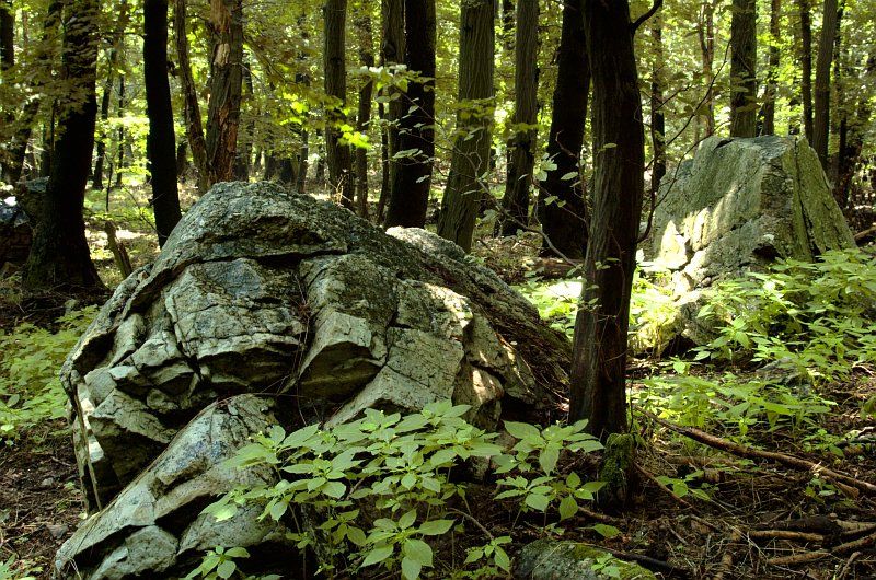 File:Devinska kobyla forest 03.jpg