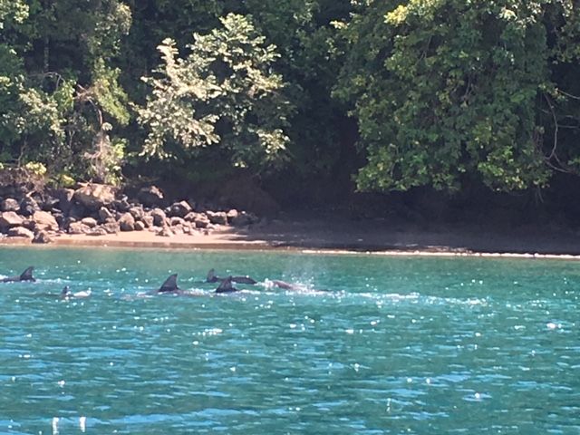 File:Dolphins in Golfo Dulce.jpg