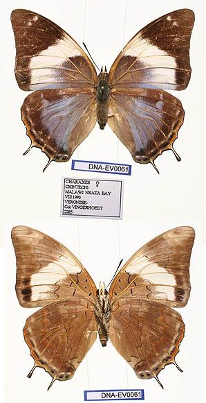 File:EV-0061 Charaxes chintechi (3666507660).jpg