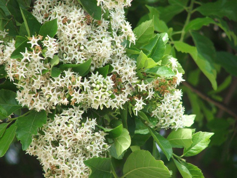 File:Ehretia anacua flowers.jpg