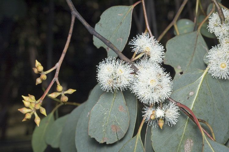 File:Eucalyptus camphora subsp. humeana flowers.jpg