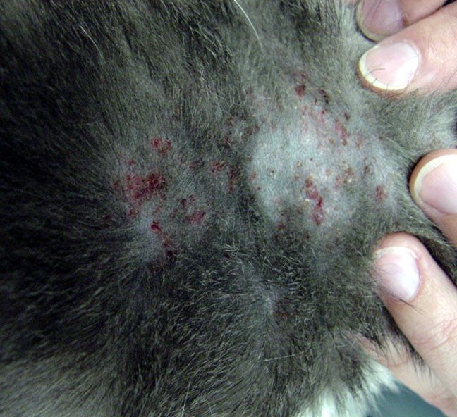 File:Feline Milliary Derm (4).jpg