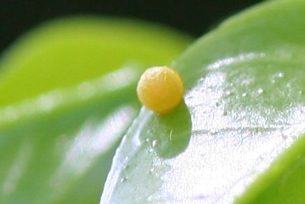 File:Giant Swallowtail Egg.jpg