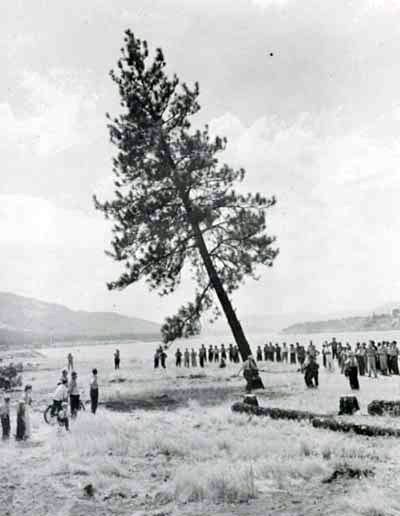 File:GrandCouleeDamLastTreeFall.jpg