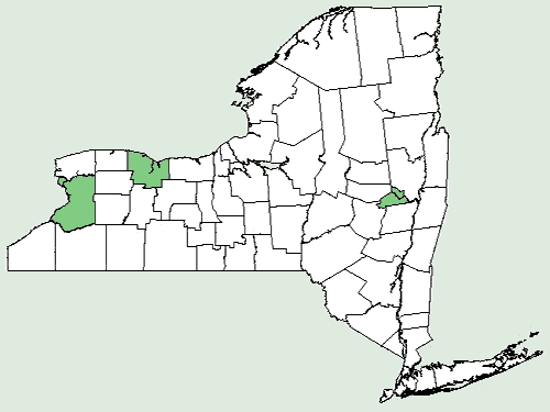 File:Helianthus pauciflorus ssp subrhomboideus NY-dist-map.png