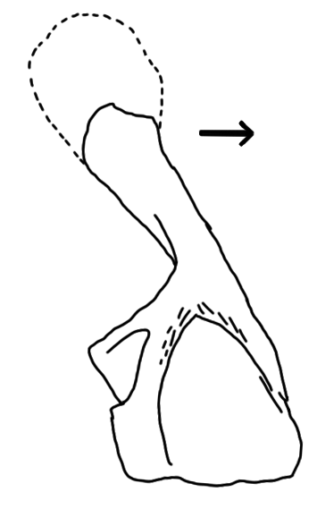 File:Hynerpeton medial shoulder.png