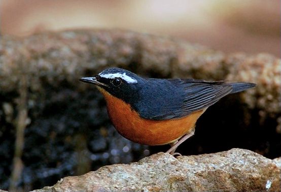 File:Larvivora brunnea, male, Nandi Hills.jpg