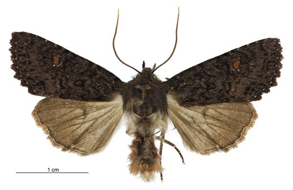 File:Meterana vitiosa male.jpg