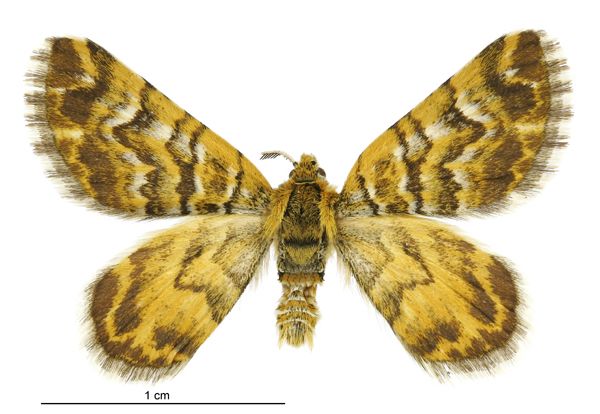 File:Notoreas edwardsi male.jpg