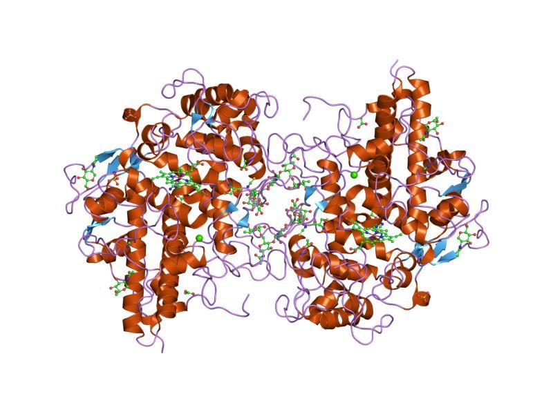 File:PDB 1dnw EBI.jpg