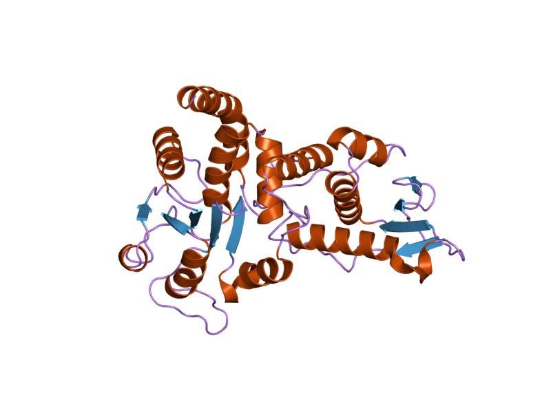 File:PDB 1ohc EBI.jpg