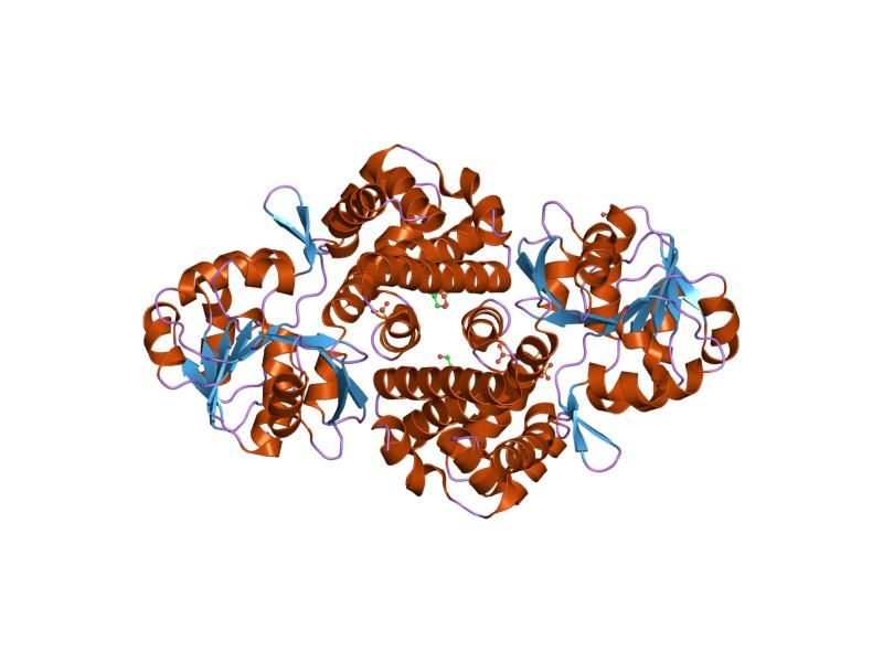 File:PDB 1txg EBI.jpg