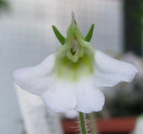 File:Petrocosmea rosettifolia2.JPG