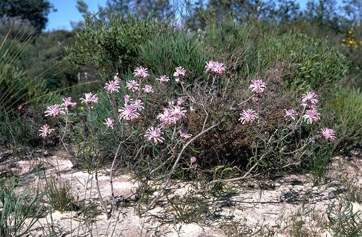 File:Petrophile linearis.jpg