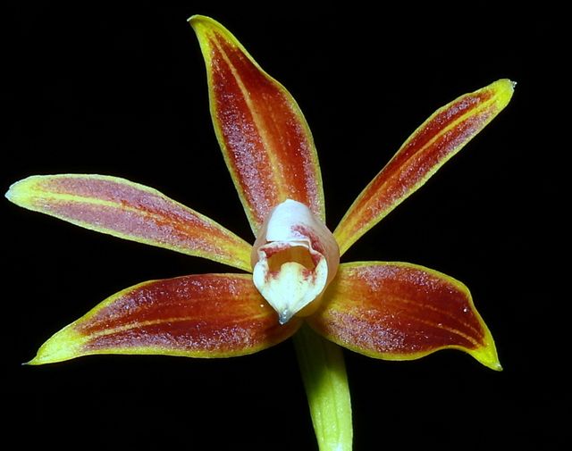 File:Phaius borneensis raab bustamante.jpg