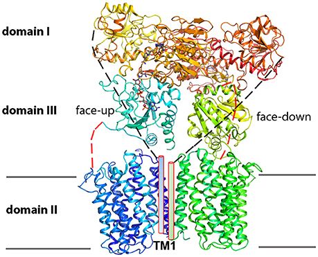 File:Proton Translocating NADP(+) Transhydrogenase.jpg