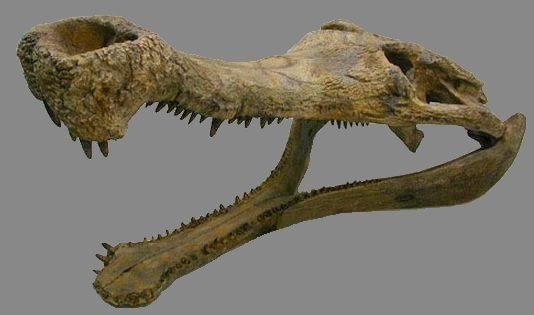 File:Sarcosuchus skull.JPG