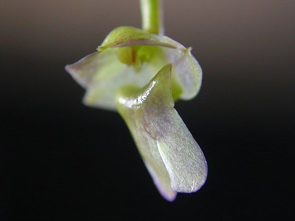 File:Scaphyglottis livida.jpg