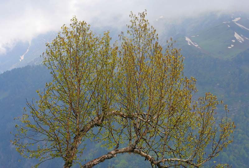 File:Silver Birch (Bhojpatra) I IMG 3405.jpg