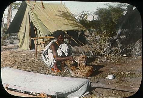 File:Somali man playing with two cheetah cubs.jpg