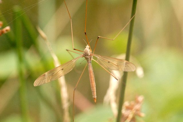 File:Tipula.fulvipennis2.-.lindsey.jpg