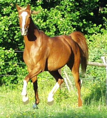 File:Trot.jpg