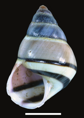 File:Amphidromus xiengkhaungensis shell.png