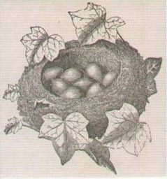 File:Antique-bird-nest-eggs-goldcrest-engraving-print-c1852-2068-p.jpg