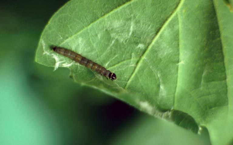 File:Archips xylosteana larva.jpg