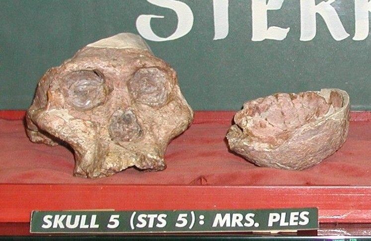 File:Australopithecus africanus-Mrs. Ples.jpg