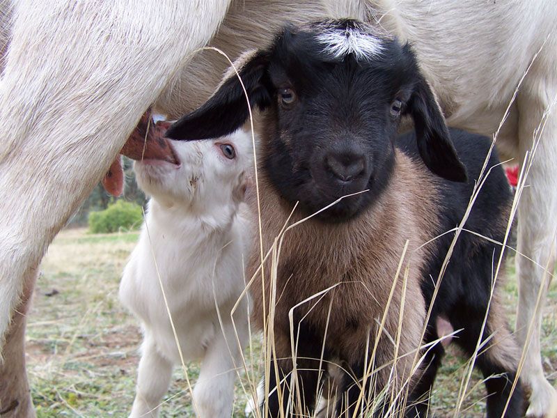 File:Baby goats.jpg