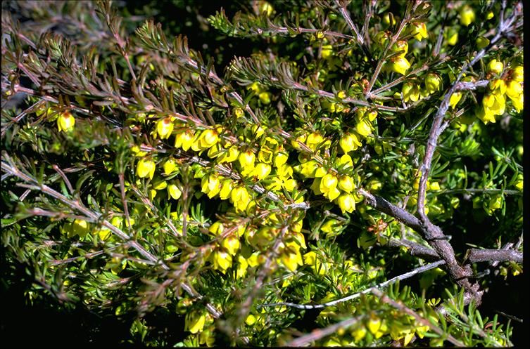 File:Boronia purdieana.jpg