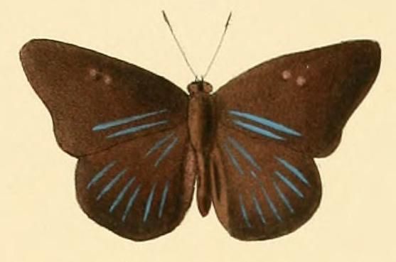 File:Cerautola ceraunia1.JPG