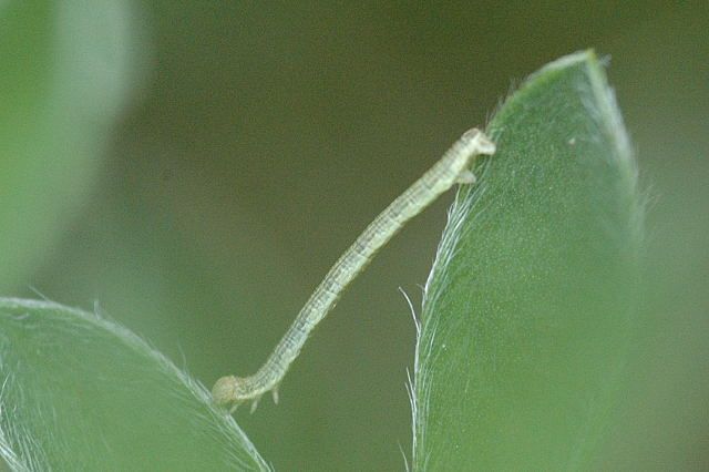 File:Chesias.legatella.caterpillar.jpg