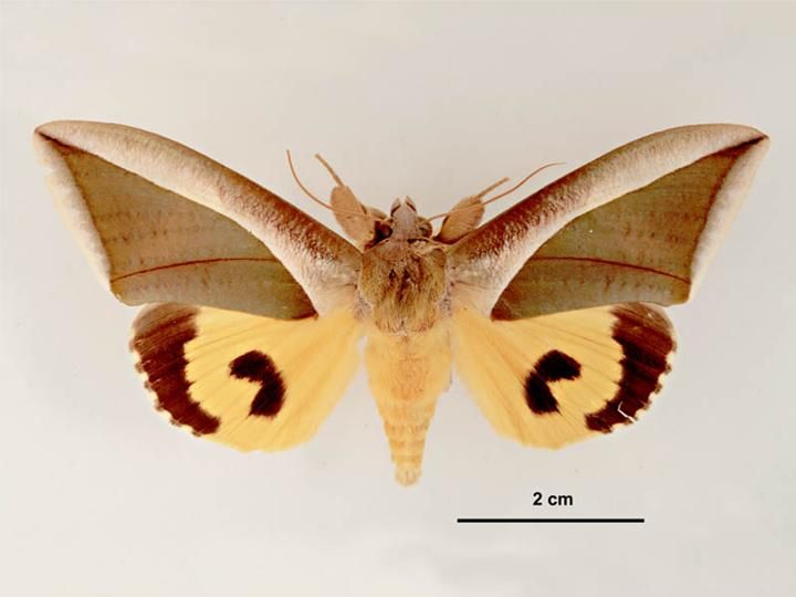 File:Eudocima salaminia female dorsal.jpg